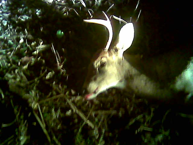 Dead deer close up. I knocked its f%^*^# teeth out. I took these photos after I went to my dinner engagement in Lambertville. I figured it would still be dead on my way back.