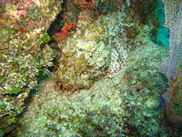 Scorpionfish. Find the pale orange eye in the center.