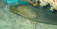 Green Moray Eel gets a cleaning