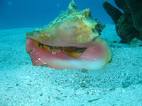 Look closely to the left, and you'll see the Conch's eyes checking out the camera.