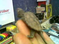 Baby snapping turtle, May 2006