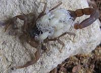 tiny Skorpion